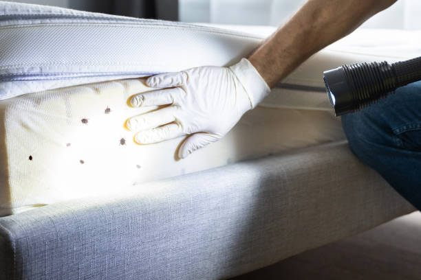 Best Residential Pest Control  in Locust, NC
