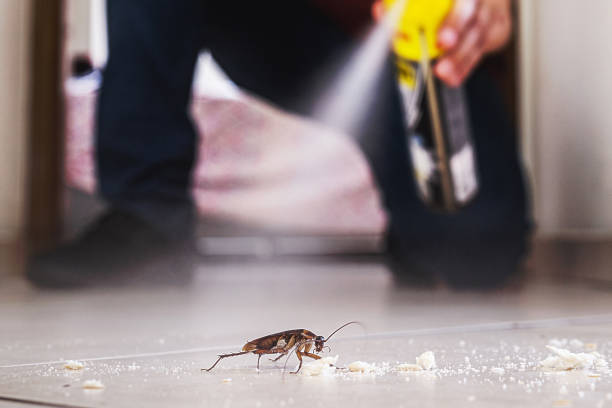 Best Termite Control Services  in Locust, NC
