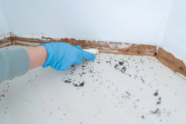 Best Affordable Pest Control Services  in Locust, NC